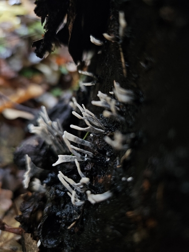 Candlesnuff Fungus