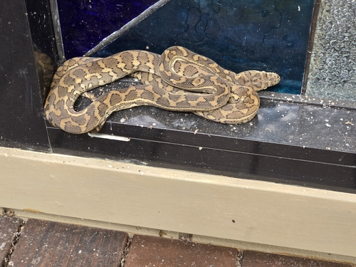 Coastal Carpet Python sighting