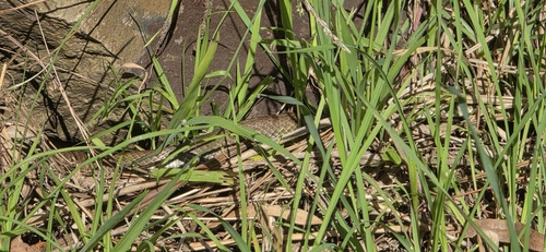Tiger Snake sighting