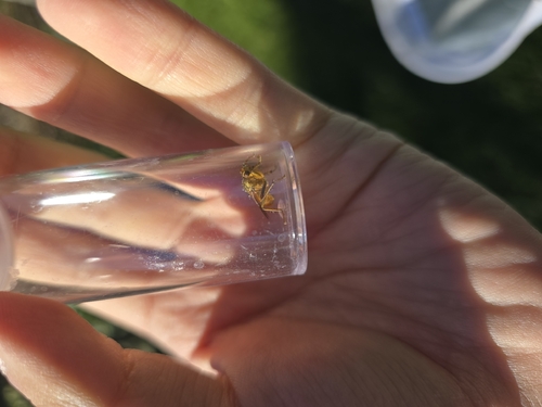 Unknown species found near Ithaca, NY, USA