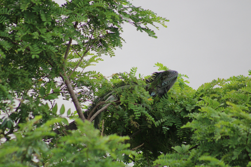 Green Iguana
