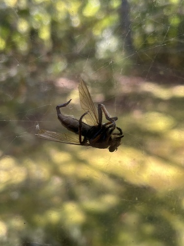 Unknown species found near Trottington Rd, Stokesdale, NC, US