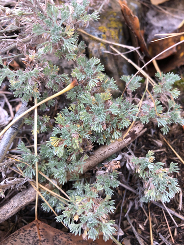 iNaturalist observation 2025-10-16