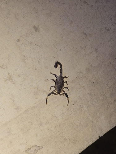 Fet’s Wolf Scorpion