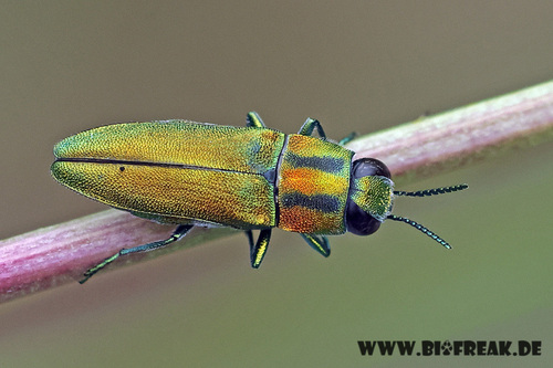Anthaxia sponsa Kiesenwetter, 1857