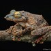 Rough-armed Tree Frog - Photo (c) Chien Lee, all rights reserved, uploaded by Chien Lee