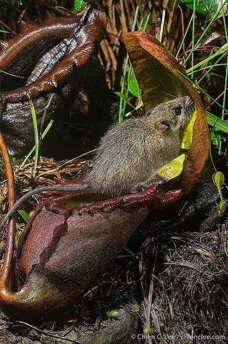 Kinabalu Rat (Rattus baluensis) — Least Concern Mammalia