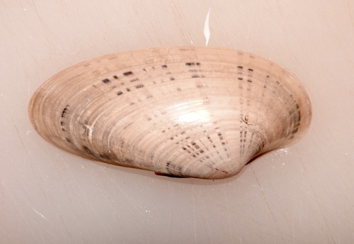 Sunray Venus Clam