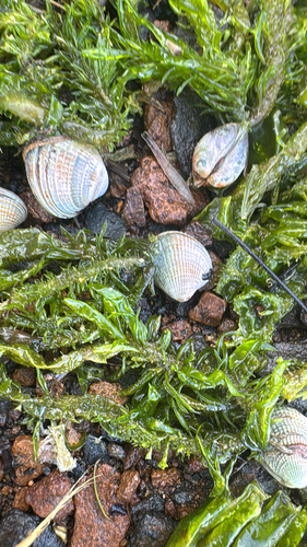 Austrovenus stutchburyi