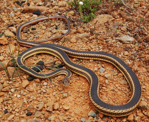 Striped Whipsnake