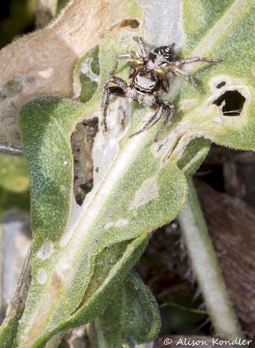 Habronattus cuspidatus