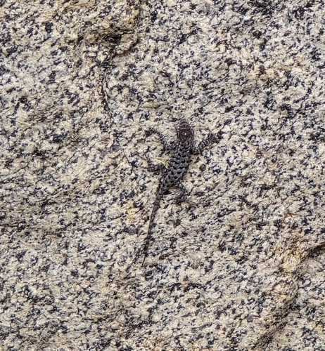 iNaturalist observation photo of Western Fence Lizard