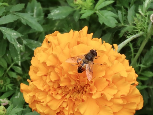 Unknown species found near Minnesota Landscape Arboretum, Chanhassen, MN, US