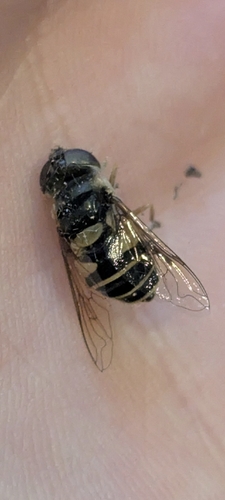 Unknown species found near Salisbury, MD, USA