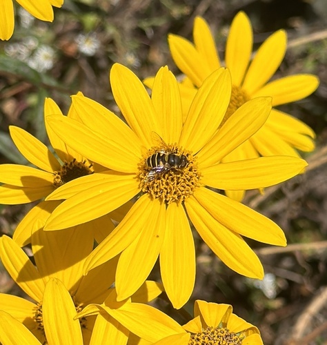 Unknown species found near Edwards Rd, Greenville, SC, US