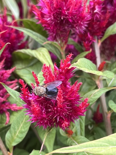 Unknown species found near S School St, Normal, IL, US