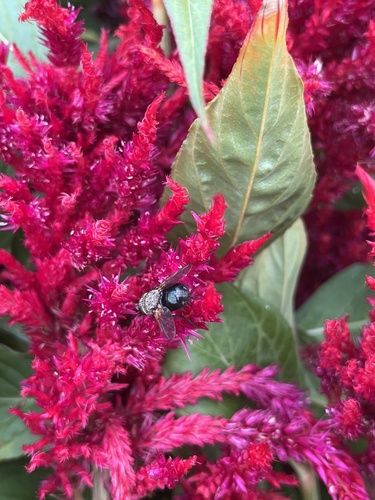 Unknown species found near S School St, Normal, IL, US