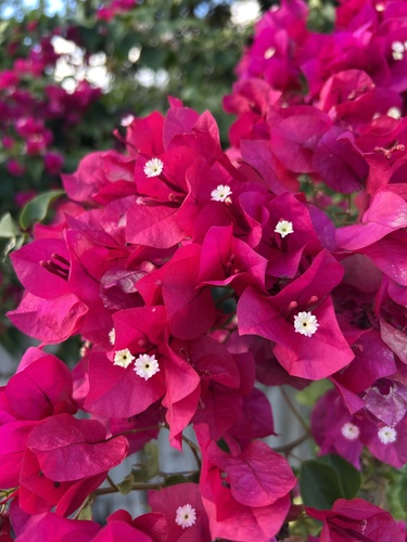 beautiful bougainvillea (Bougainvillea spectabilis)
