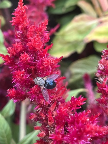 Unknown species found near S School St, Normal, IL, US