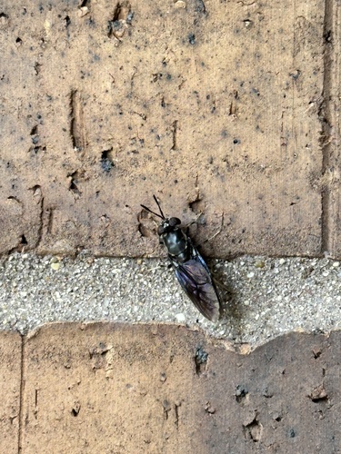 Unknown species found near County Farm Rd, Wheaton, IL, US