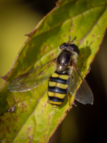 Unknown species found near Chester County, PA, USA