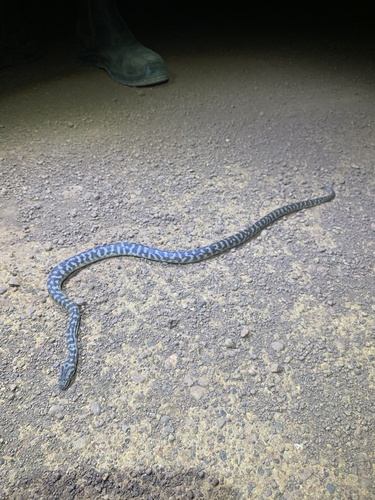 Children's Python sighting