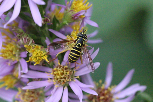 Unknown species found near University of Kentucky Arboretum, 500 Alumni Dr, Lexington, KY 40503, USA