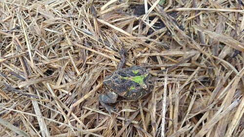 Venezuelan Horned Frog