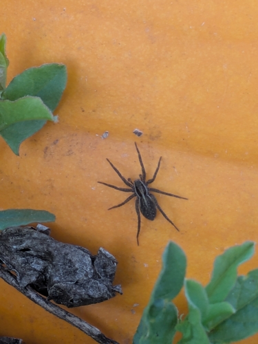 McCook's Split Wolf Spider