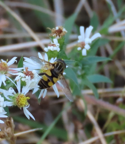 Unknown species found near Lake Fairfax Park
