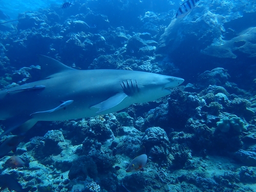 Negaprion acutidens