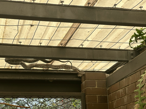 Coastal Carpet Python sighting