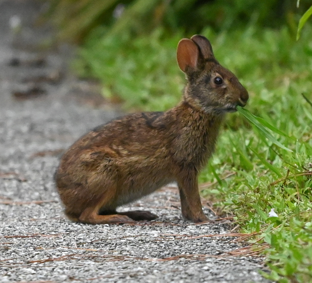 Marsh Rabbit from Wellington, FL, USA on October 16, 2025 at 01:52 PM ...