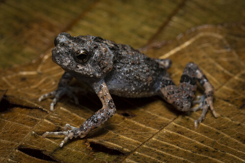 Engystomops pustulosus (Cope, 1864)