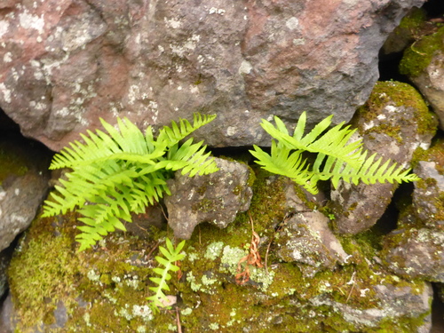 Canary Islands polypody