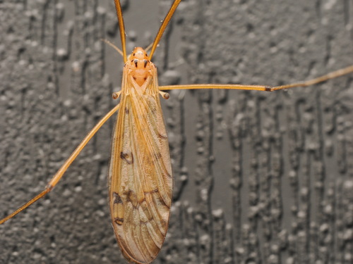 Unknown species found near North Carolina, US