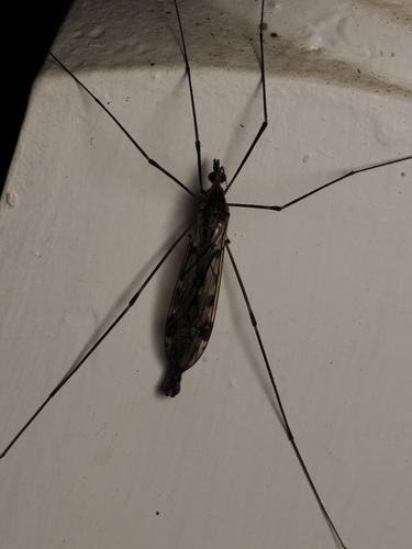 Unknown species found near North Carolina, US