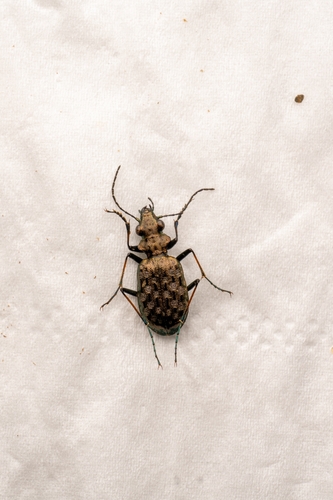 Paropisthius indicus