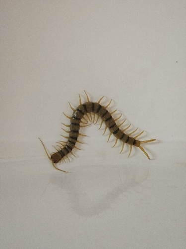 Scolopendra lufengia