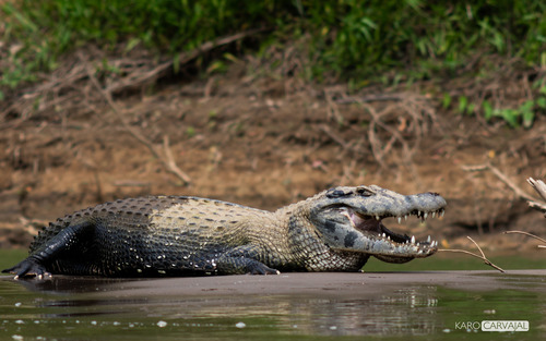 Melanosuchus