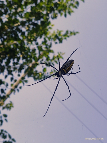 Giant Golden Orbweaver
