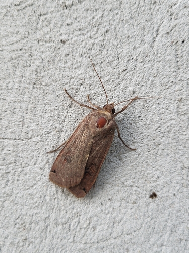 Large Yellow Underwing