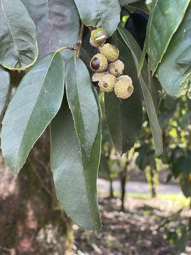 Castanopsis sclerophylla