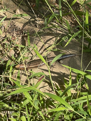 Shanghai Elegant Skink