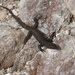 San Pedro Martir Whiptail - Photo (c) Ventura, all rights reserved, uploaded by Ventura