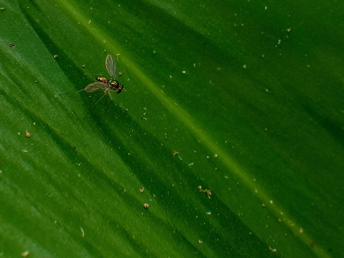 Chrysosoma leucopogon