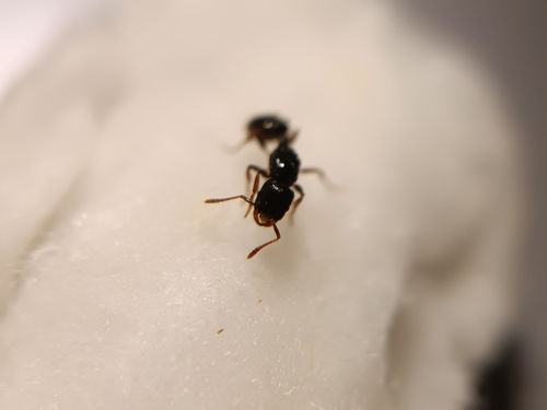 Strongylognathus cheliferStrongylognathus chelifer