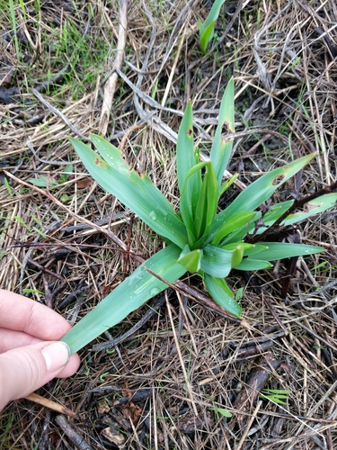 wavy-leafed soap plant