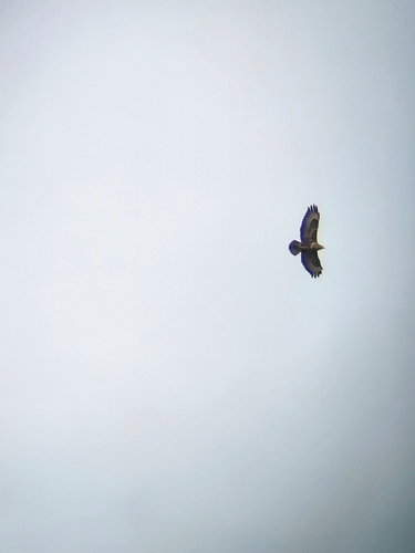 Common Buzzard