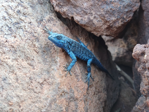 Socorro Island Tree Lizard